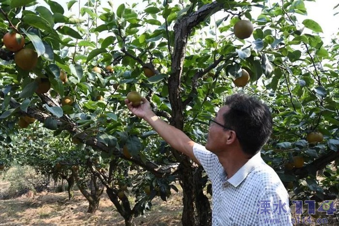 开发区果园400亩黄花梨上市了每斤只要15元